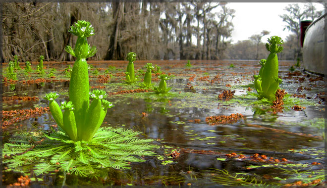 Caddo Lake plant life
